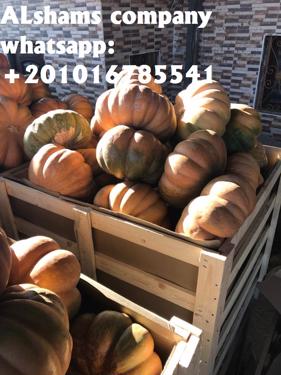 Public product photo - We would like to offer our product (pumkin)  :

 Our company (Alshams company for general import and export agricultural crops from egypt)



For more information contact With us :

Cell/ Whatsapp :00201016785541

Email : alshams.info@yahoo.com

Web : www.alshamsexporting.com

Sales manager

Mrs /  donia mostafa